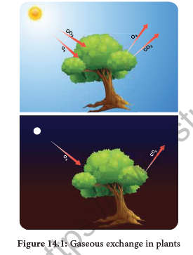 NEET-Botany-Respiration-Chapter-Notes 1