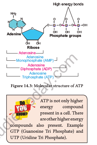 NEET-Botany-Respiration-Chapter-Notes 3