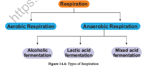 NEET-Botany-Respiration-Chapter-Notes 5