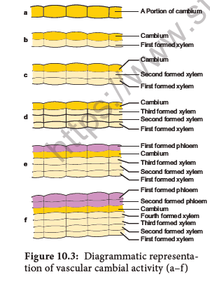 NEET-Botany-Secondary-Growth-Chapter-Notes 3