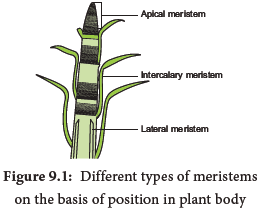 NEET-Botany-Tissue-and-Tissue-System-Chapter-Notes 1