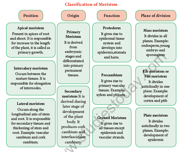 NEET-Botany-Tissue-and-Tissue-System-Chapter-Notes 2