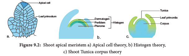 NEET-Botany-Tissue-and-Tissue-System-Chapter-Notes 3