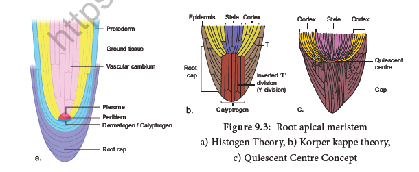 NEET-Botany-Tissue-and-Tissue-System-Chapter-Notes 4