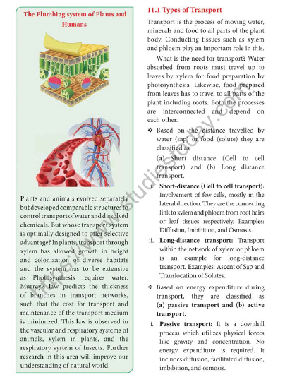 NEET-Botany-Transport-in-Plants-Chapter-Notes 1