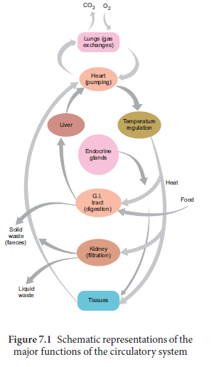 NEET-Botany-Zoology-Body-Fluids-and-Circulation-Chapter-Notes 1