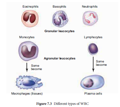 NEET-Botany-Zoology-Body-Fluids-and-Circulation-Chapter-Notes 4