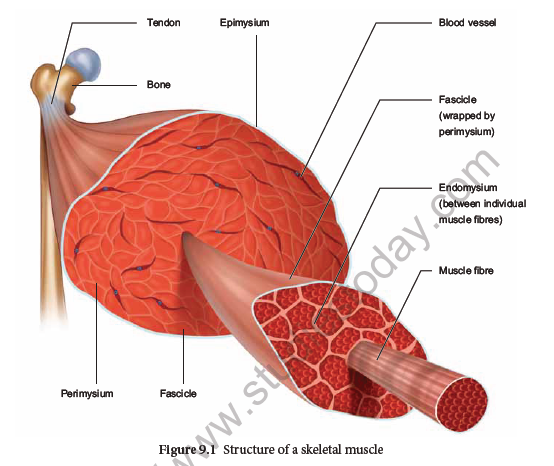 NEET-Botany-Zoology-Locomotion-and-Movement-Chapter-Notes 1