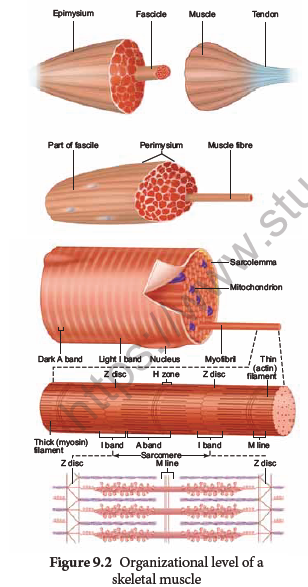 NEET-Botany-Zoology-Locomotion-and-Movement-Chapter-Notes 3