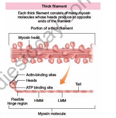 NEET-Botany-Zoology-Locomotion-and-Movement-Chapter-Notes 4