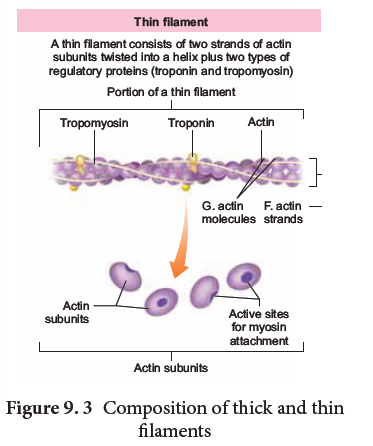 NEET-Botany-Zoology-Locomotion-and-Movement-Chapter-Notes 5