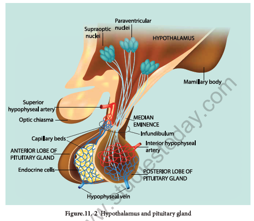 NEET-Zoology-Chemical-Coordination-and-Integration-Chapter-Notes3