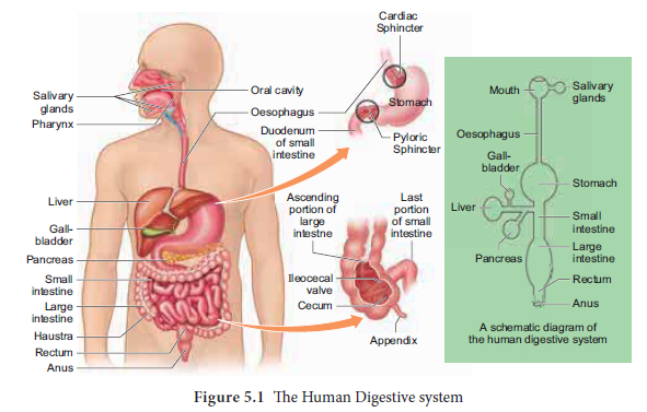 NEET-Zoology-Digestion-and-Absorption-Chapter-Notes 1