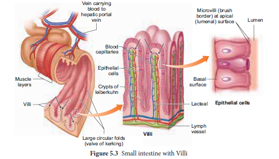 NEET-Zoology-Digestion-and-Absorption-Chapter-Notes 3