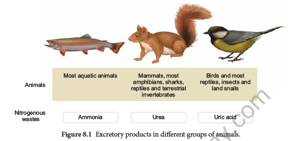 NEET-Zoology-Excretion-Chapter-Notes 1