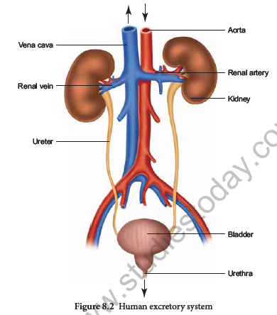 NEET-Zoology-Excretion-Chapter-Notes 2