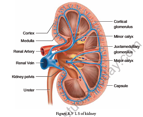 NEET-Zoology-Excretion-Chapter-Notes 3