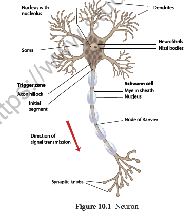NEET-Zoology-Neural-Control-And-Coordination-Chapter-Notes 1