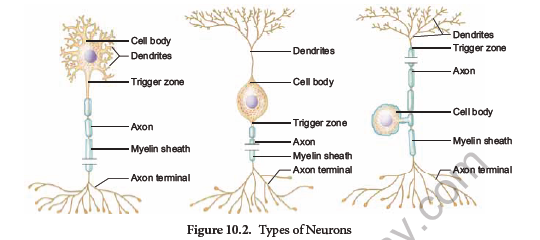 NEET-Zoology-Neural-Control-And-Coordination-Chapter-Notes 2