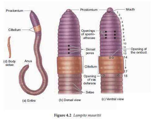 NEET-Zoology-Organ-and-Organ-Systems-in-Animals-Chapter-Notes 2