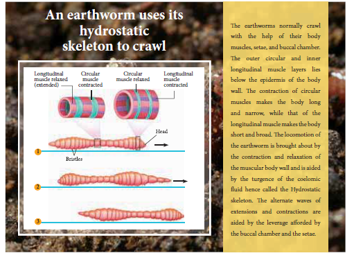 NEET-Zoology-Organ-and-Organ-Systems-in-Animals-Chapter-Notes 5