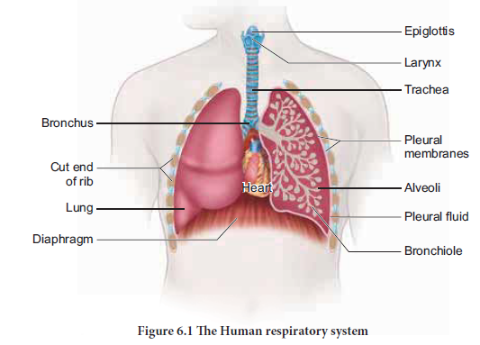 NEET-Zoology-Respiration-Chapter-Notes 1