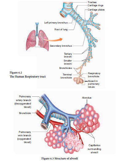 NEET-Zoology-Respiration-Chapter-Notes 2