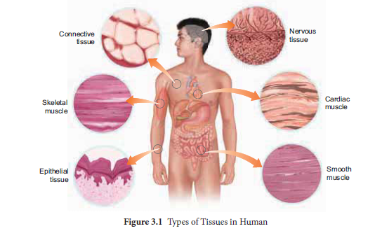 NEET-Zoology-Tissue-Level-of-Organisation-Chapter-Notes 1