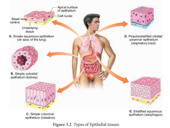 NEET-Zoology-Tissue-Level-of-Organisation-Chapter-Notes 2