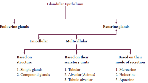 NEET-Zoology-Tissue-Level-of-Organisation-Chapter-Notes 3