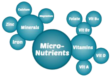 Notes CBSE Class 12 Physical Education Sports and Nutrition-A3