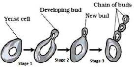 very_important_practical_based_questions_to_prepare_for_CBSE_Class 2