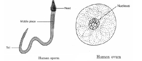 8th, SCIENCE, 27-07-2021 2