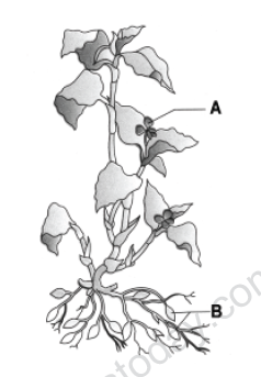 CBSE Class 12 Biology Sample Paper 2012 (6)_0