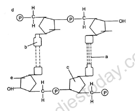 CBSE Class 12 Biology Sample Paper 2013 (1) 1