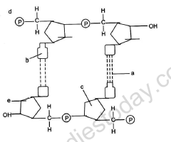 CBSE Class 12 Biology Sample Paper 2013 (10) 1