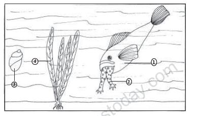 CBSE Class 12 Biology Sample Paper 2013 (3)_0 1