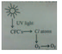 CBSE Class 12 Biology Sample Paper 2017 (2) 1