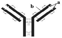 CBSE Class 12 Biology Sample Paper 2019 Solved 1