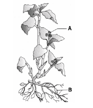 CBSE Class 12 Biology Sample Paper SA1 2014 1