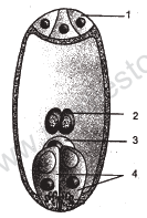 CBSE Class 12 Biology Sample Papers 2013 (12)