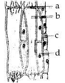 CBSE Class 9 Science Sample Paper SA1 2013 (2) 2