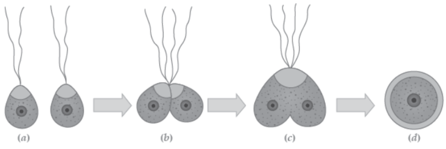 CBSE Class 12 Biology Reproduction In Organisms Worksheet Set B_1