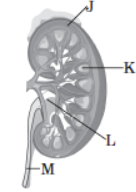 CBSE Class 11 Biology Excretory Products And Their Elimination Notes