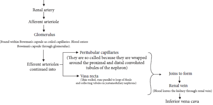 CBSE Class 11 Biology HOTs Excretory Products And Their Elimination