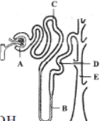 CBSE Class 11 Biology Excretory Products And Their Elimination Notes