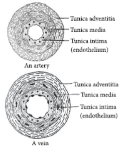 CBSE Class 11 Biology HOTs Body Fluids And Circulation