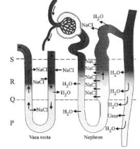 CBSE Class 11 Biology HOTs Excretory Products And Their Elimination