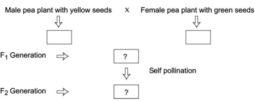 CBSE Class 10 Biology Heredity and Evolution Worksheet Set B