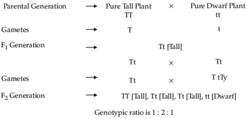 CBSE Class 10 Biology Heredity and Evolution Worksheet Set B
